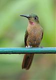 Fawn-breasted Brilliant